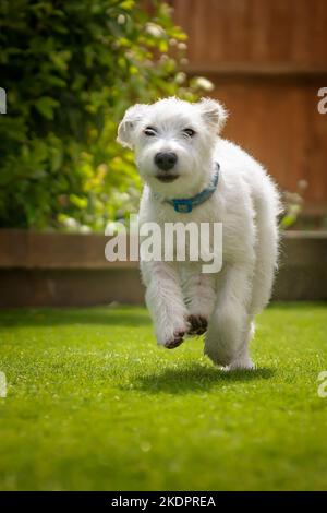 Sechs Monate alter weißer Jackapoo-Welpe - eine Kreuzung zwischen einem Jack Russell und einem Pudel - läuft in seinem Garten und sieht aus wie ein Baby-Eisbären-Junge, mit ihm Stockfoto