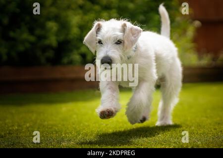 Sechs Monate alter weißer Jackapoo-Welpe - eine Kreuzung zwischen einem Jack Russell und einem Pudel - läuft in seinem Garten mit drei Pfoten in der Luft und seinem Schwanz bis zu Stockfoto