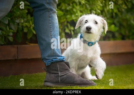 Sechs Monate alter weißer Jackapoo-Welpe - eine Kreuzung zwischen einem Jack Russell und einem Pudel - der mit einer Pfote in der Luft an der Ferse seines Besitzers läuft, sieht er aus Stockfoto