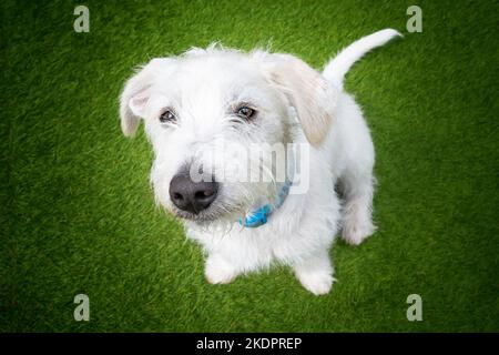 Sechs Monate alter weißer Jackapoo-Welpe - eine Kreuzung zwischen einem Jack Russell und einem Pudel. Er blickt auf seine Welpenhundeaugen Stockfoto