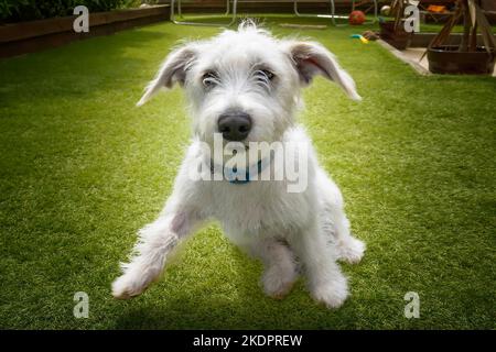 Sechs Monate alter weißer Jackapoo-Welpe - eine Kreuzung zwischen einem Jack Russell und einem Pudel. Er startet zum Start in seinen Garten Stockfoto