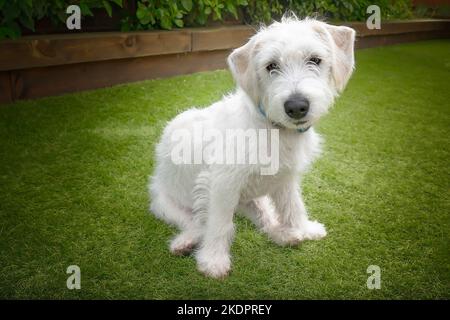 Sechs Monate alter weißer Jackapoo Welpenhund - eine Kreuzung zwischen einem Jack Russell und einem Pudel. Er sitzt auf diesem Foto vorne und blickt direkt auf die kam Stockfoto
