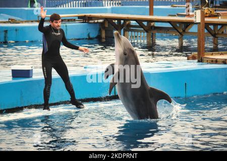 Valencia, Spanien - 13 2022. September: Ein Trainer mit Delfinen springt aus dem Wasser im Oceanografic Oceanarium Aquarium Stockfoto