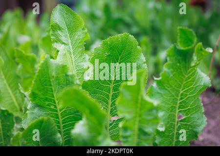 Details von Blättern der Meerrettichpflanze im Garten Stockfoto