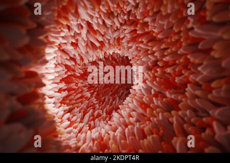 Mikrovilli auf der Oberfläche des Verdauungssystems oder des Darmtraktes. 3D Rendern. Stockfoto