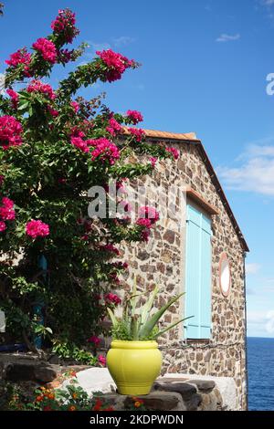 Steinhaus Außenwand in der mediterranen Küstenstadt Collioure, dekoriert mit Pflanzentopf, Blumen und blauen hölzernen Fensterläden Stockfoto