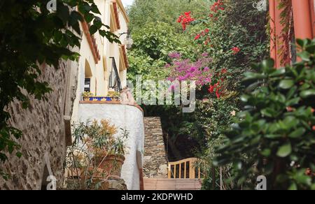 Farbenfrohe Straße in der südfranzösischen Küstenstadt Collioure mit dekorativen Hausschriften, die mit Blattwerk und blühenden Blumen geschmückt sind Stockfoto