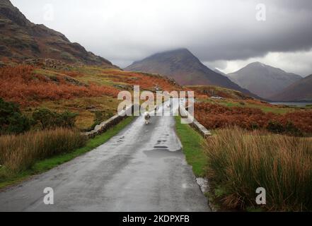 Herdwick-Schafe überqueren eine Brücke im Wasdale-Tal im Lake District, Cumbria, England, Großbritannien. Stockfoto