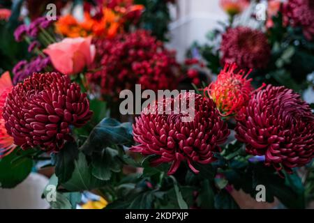 Dunkles Pflaumenlila Chrysanthemen Blumenhintergrund. Stockfoto