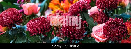 Dunkles Pflaumenlila Chrysanthemen Blumenhintergrund. Webbanner Stockfoto