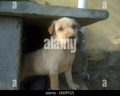 Liebenswert Welpen Hund stehen und beobachten leise Stockfoto