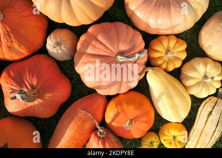 Verschiedene Kürbisse und Kürbisse im Herbstsonnenlicht. Oktober vibes Hintergrund. Stockfoto