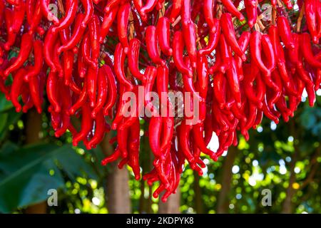 Ein Haufen roter Paprika, der auf dem Land trocknet Stockfoto