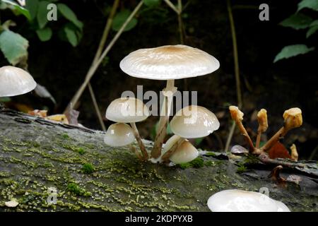 Kardinenstöcke wachsen auf einem Baumstamm, Bakony Hills, Ungarn Stockfoto