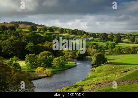 Landschaftlich reizvolle Landschaft im ländlichen Tal (Wasser des Flusses Wharfe, Bauernhöfe, Bäume am Fluss, Steinmauer, Herbstabendsonne) - Yorkshire Dales, England, Großbritannien. Stockfoto