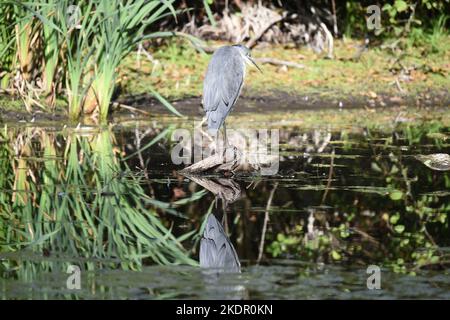 Ein Reiher blickt auf seine Spiegelung in den stillen Gewässern des wunderschönen Basingstoke Canal nahe der Ash-Wale-Station in Surrey Stockfoto