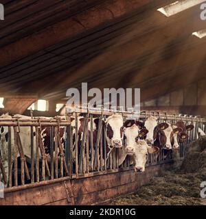 Wir lieben das Leben auf dem Bauernhof. Eine Gruppe von Kühen, die in einem Stift in einer Scheune stehen. Stockfoto
