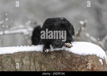 Australian Shepherd im Schnee Stockfoto