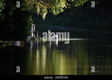 Schwäne und Cygnets, die in den Strahlen der Herbstsonne am wunderschönen Basingstoke Canal nahe Ash-Tale in Surrey gefangen sind Stockfoto