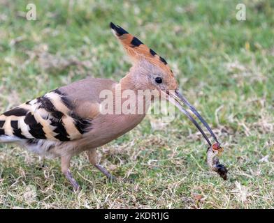 Wiedehopf (Upupa Epops Epos) mit Insekt Grub im Schnabel, Ägypten Stockfoto