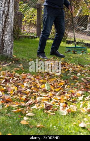 Älterer Mann, der im Herbst die Blätter im Garten fegt. Stockfoto