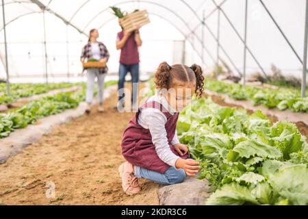 Kind, Garten und Landwirtschaft mit einem kleinen Mädchen, das ihren Eltern im Gewächshaus hilft. Kleine Kinder, Pflanzen und Ernte produzieren auf Familienland oder Stockfoto