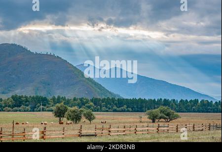 Eine Landschaft einer bergigen Gegend mit grasenden Kühen auf einer Wiese auf einer Weide vor dem Hintergrund langer Sonnenstrahlen Stockfoto