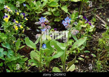 Borretsch hat viele blaue Blüten Stockfoto