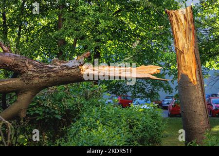 Zerbrochener Baum nach Sturmwind in Warschau, der Hauptstadt Polens Stockfoto