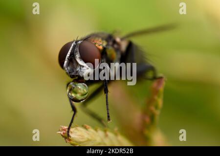 Makroaufnahme einer Blasfliege (lucilia cuprina) (Calliphoridae), die eine Blase bläst. Sheep Bottle Fly trinkt Nektar aus einer Blume. Grüner natürlicher Hintergrund Stockfoto