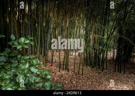 Ein Stand von Bambusvulgaris, der im wilden subtropischen Penjjick Garden in Cornwall wächst. Penjerrick Garden gilt als echter Dschungelgar in Cornwalls Stockfoto