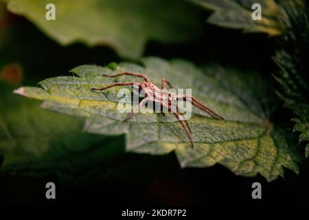 Kleine Spinne auf einem grünen Blatt in der Natur Stockfoto