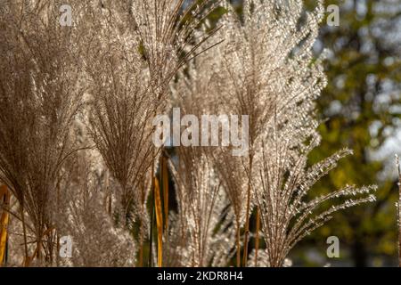 Pflanzen Sie Miscanthus oder Silbergras. Getreidepflanze im Garten. Üppige Rispen einer Blume. Botanik. Floridulus, Pacific Island sacchariflorus Amur Koreanische Muluksae, Chinesischer Feengras Susuki Grass poaceae Stockfoto