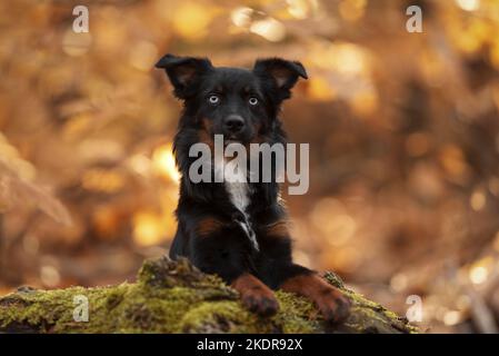 Miniatur Australian Shepherd mit blauen Augen Stockfoto