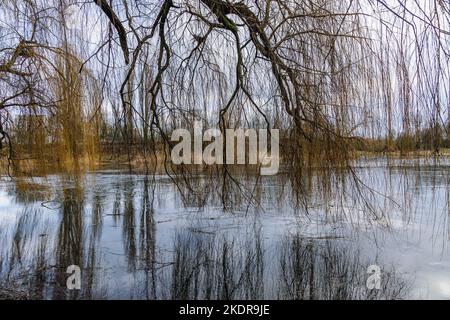 Weide über einem Tongrubenteich im Szczesliwicki-Park im Stadtteil Ochota in Warschau, der Hauptstadt Polens Stockfoto