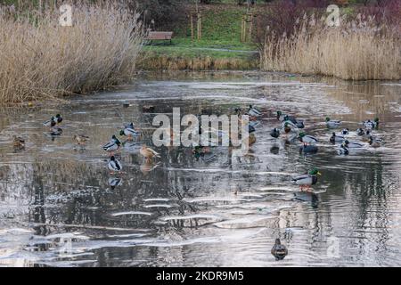 Enten auf einem Tongrubenteich im Szczesliwicki-Park im Stadtteil Ochota in Warschau, der Hauptstadt Polens Stockfoto