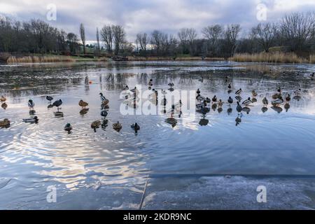 Enten auf einem Tongrubenteich im Szczesliwicki-Park im Stadtteil Ochota in Warschau, der Hauptstadt Polens Stockfoto