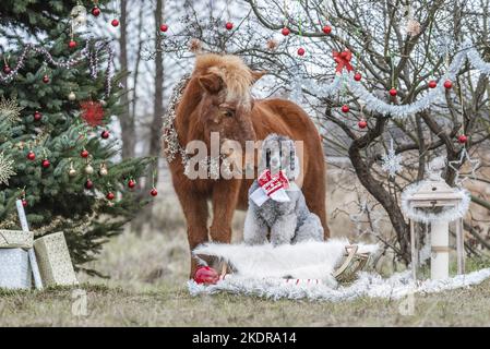 Hund und Pferd Stockfoto