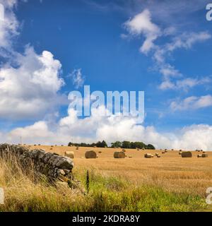 Haybales, verstreut in einem Feld aus Maisstoppeln und einer Trockensteinmauer, unter einem wunderschönen, sommerblauen Himmel, in der Nähe von Portsoy, Aberdeenshire, Schottland. Fokus i Stockfoto