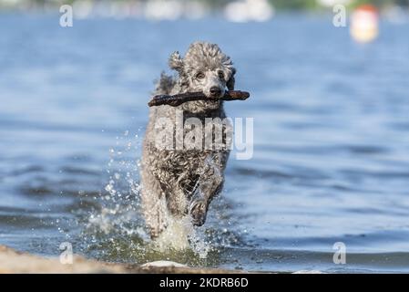 Männlicher Königlicher Pudel Stockfoto