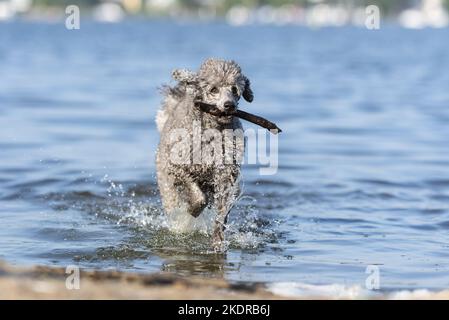 Männlicher Königlicher Pudel Stockfoto