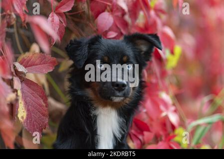 Miniatur Australian Shepherd im Laub Stockfoto