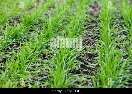 Reihen von jungem Winterweizen oder Gerste. Konzept der Landwirtschaft, gepflanzten Weizen oder Roggenfeld. Stockfoto