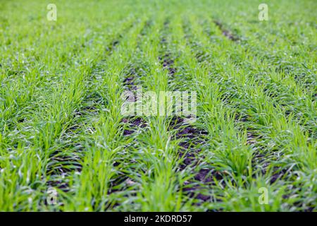 Reihen von jungem Winterweizen oder Gerste. Konzept der Landwirtschaft, gepflanzten Weizen oder Roggenfeld. Stockfoto