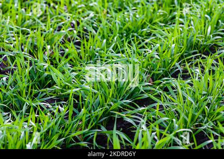 Reihen von jungem Winterweizen oder Gerste. Konzept der Landwirtschaft, gepflanzten Weizen oder Roggenfeld. Stockfoto