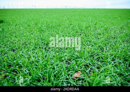 Reihen von jungem Winterweizen oder Gerste. Konzept der Landwirtschaft, gepflanzten Weizen oder Roggenfeld. Stockfoto