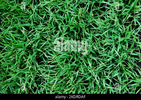 Reihen von jungem Winterweizen oder Gerste. Konzept der Landwirtschaft, gepflanzten Weizen oder Roggenfeld. Stockfoto