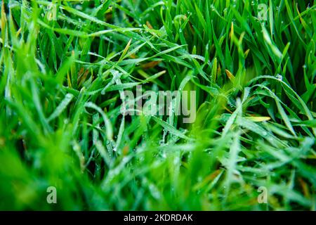 Wassertropfen des Taus auf junge Sprossen des Winterweizens. Nahaufnahme. Stockfoto