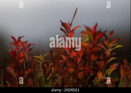 Rosebay Weidenkräuter (Chamaenerion angustifolium) im Herbst. Stockfoto