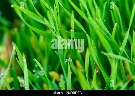 Wassertropfen des Taus auf junge Sprossen des Winterweizens. Nahaufnahme. Stockfoto